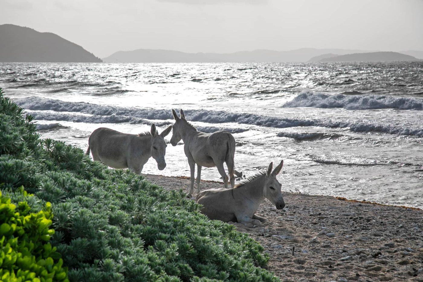 Coral Cove — photo 14