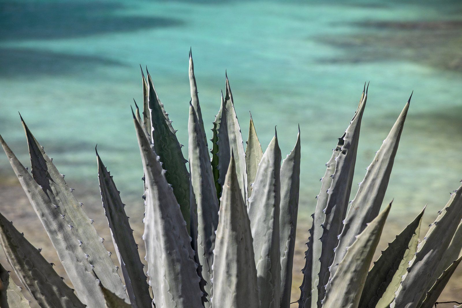 Coral Cove — photo 21