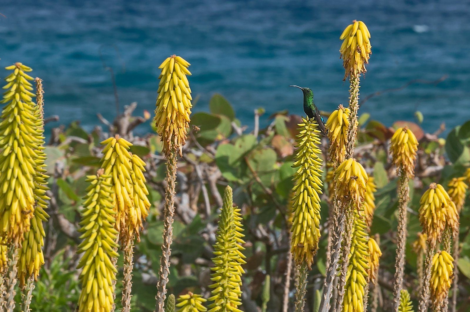 Coral Cove — photo 42